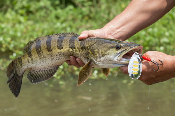 Willow Spinner Strike Fishing Lure